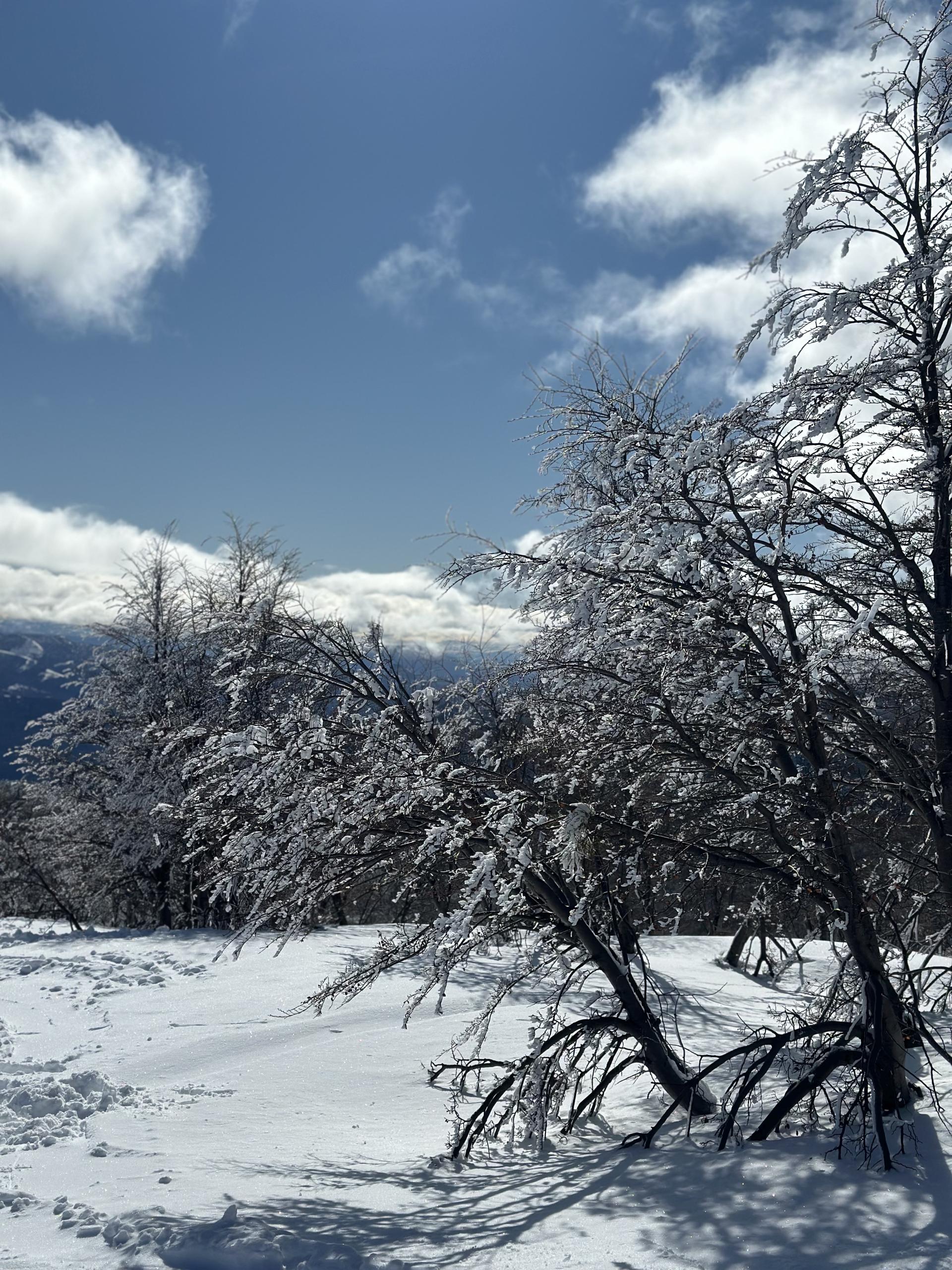 Árboles nevados